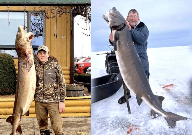 Unbelievable Announcement: Lake Winnebago Sturgeon Make an Incredible Announcement…